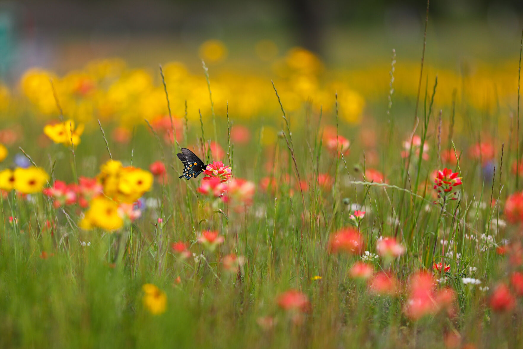 Brazos Valley Wildflowers